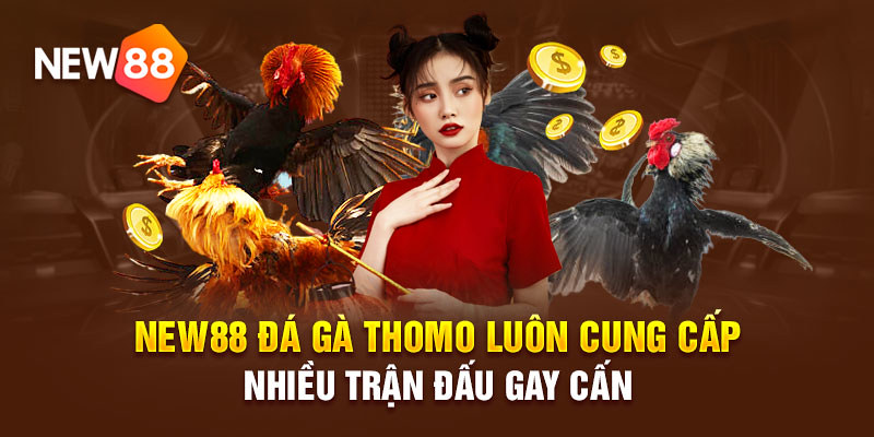 Nhà cái đá gà New88 - Nơi các trận chiến chất lượng cao