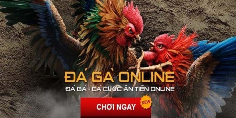 Gá gà tại Tydo88 có gì đặc biệt? 