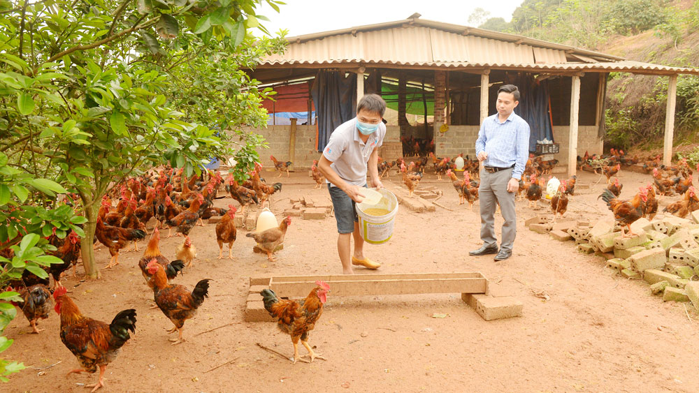 Phòng bệnh hơn chữa bệnh cho gà chọi